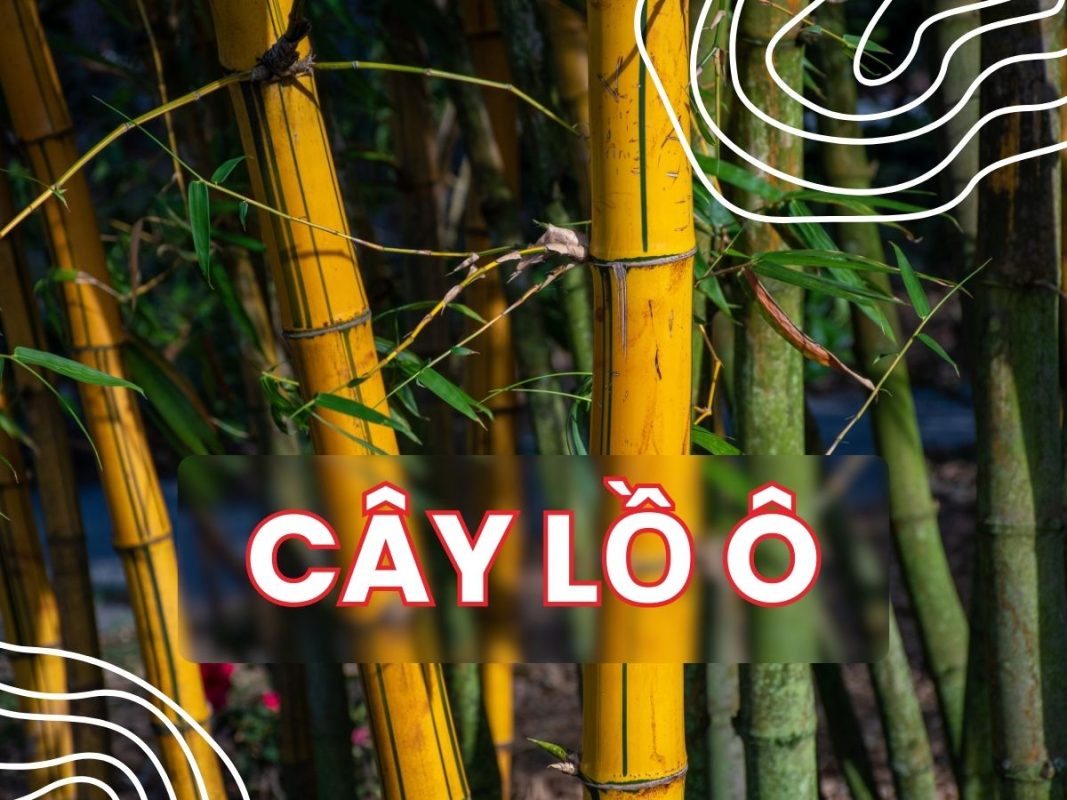 Cây lồ ô