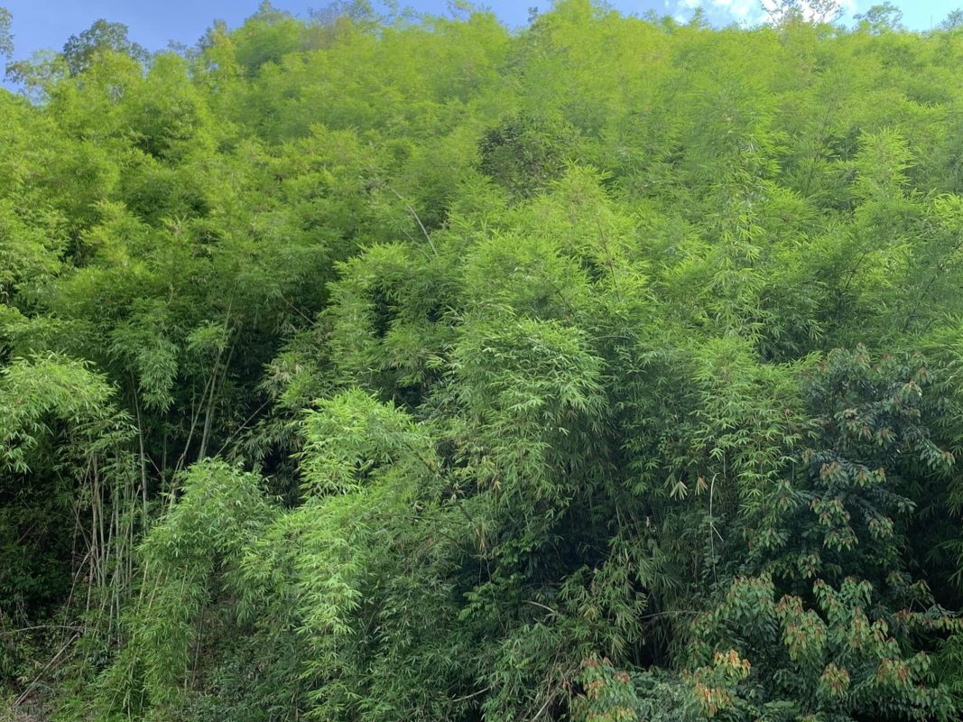 An Nguyên Lighting